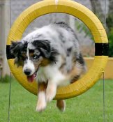 Agility